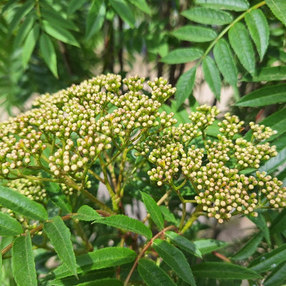 Sorbus aucuparia 'Autumn Spire'