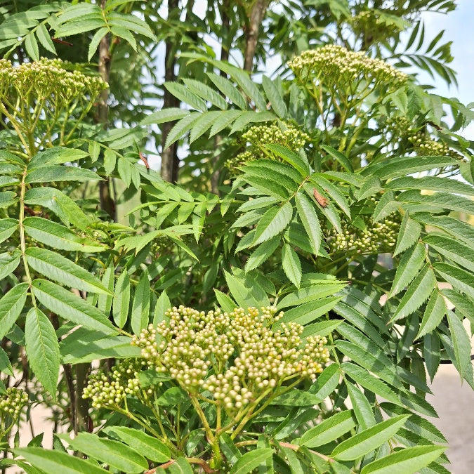 Sorbus aucuparia 'Autumn Spire'