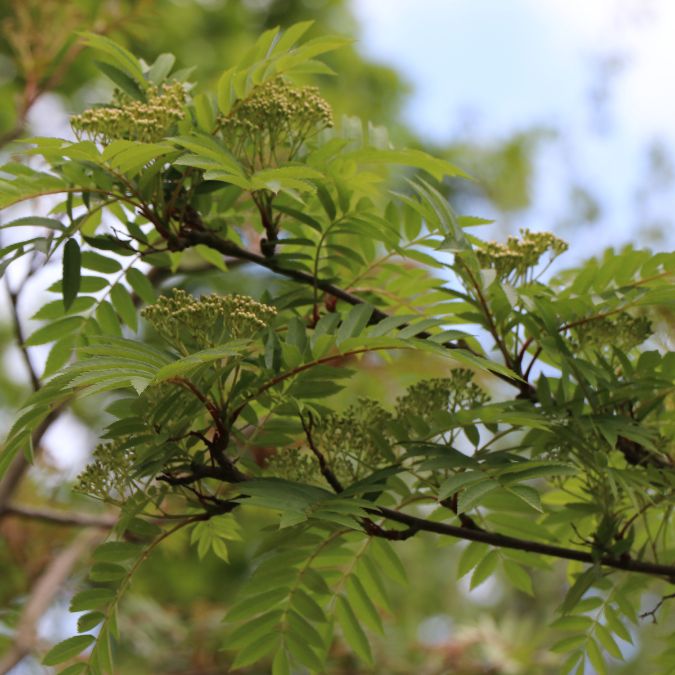 Sorbus aucuparia 'Autumn Spire'