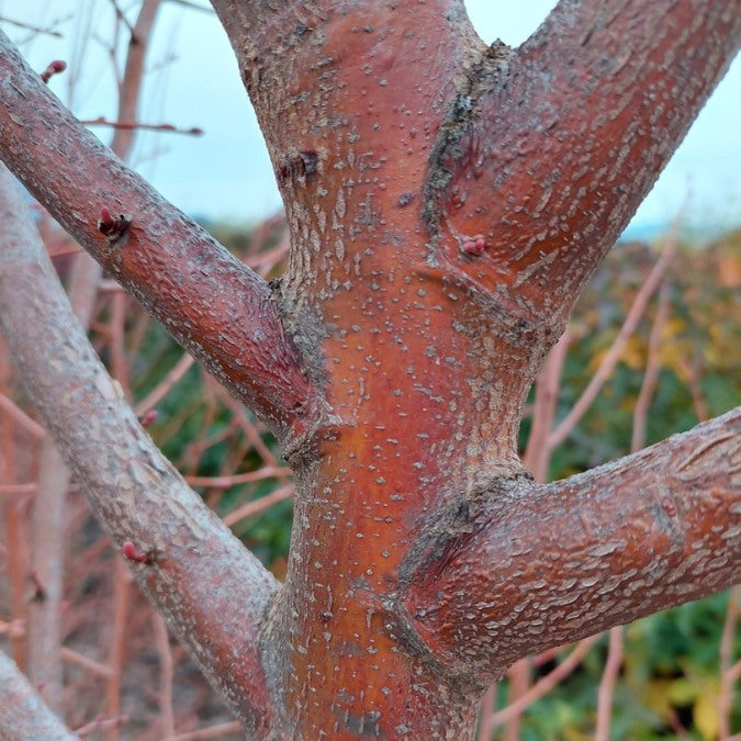 Tilia cordata 'Winter Orange'