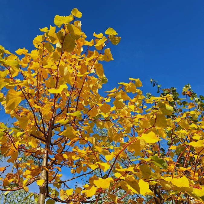 Tilia cordata 'Winter Orange'