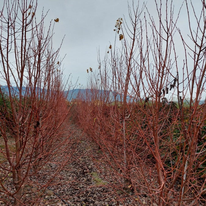 Tilia cordata 'Winter Orange'