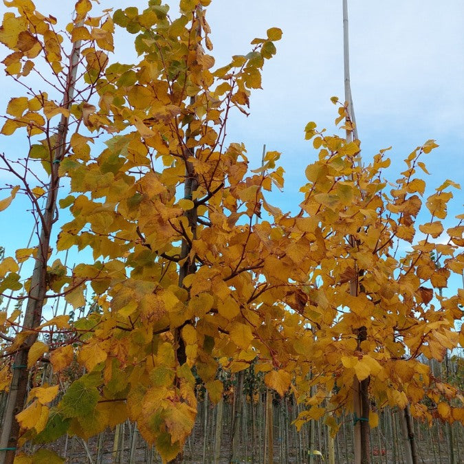 Tilia cordata 'Winter Orange'