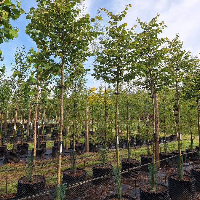 Tilia cordata 'Winter Orange'