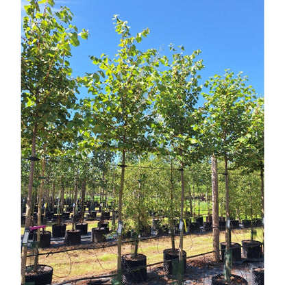 Tilia cordata 'Winter Orange'