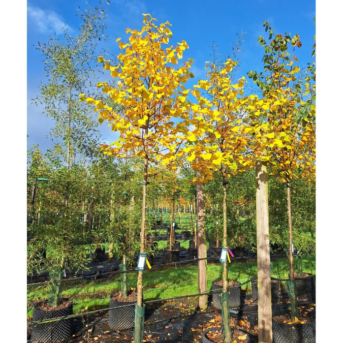 Tilia cordata 'Winter Orange'