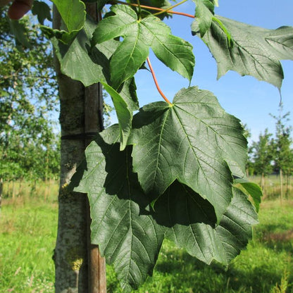 Acer pseudoplatanus 'Bruchem'