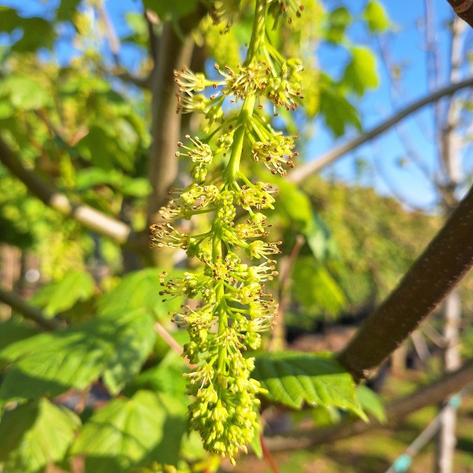 Acer pseudoplatanus 'Bruchem'