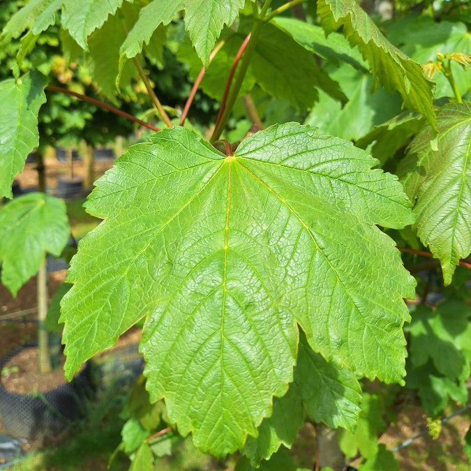 Acer pseudoplatanus 'Bruchem'