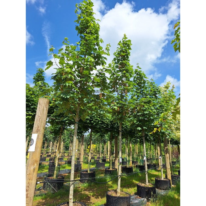 Acer pseudoplatanus 'Bruchem'