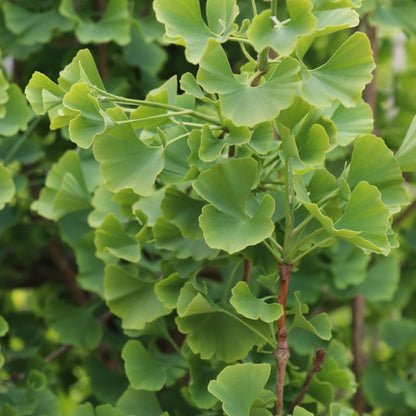 Ginkgo biloba 'Fastigiata'