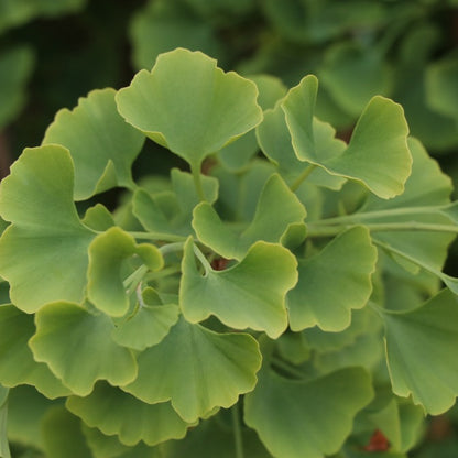 Ginkgo biloba 'Fastigiata'