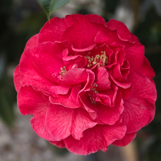 Camellia 'Dr. Clifford Parks'