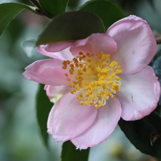 Camellia sasanqua 'Plantation Pink'