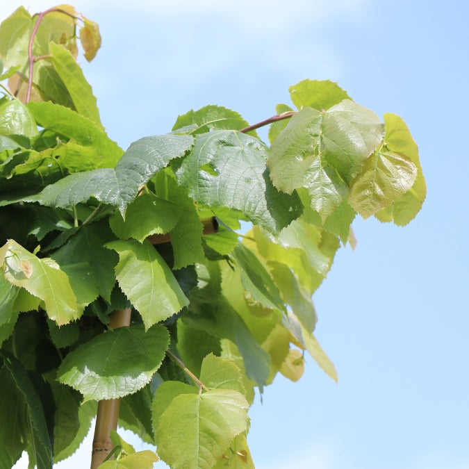 Tilia platyphyllos (Pleached)