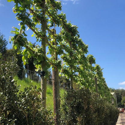 Tilia platyphyllos (Pleached)