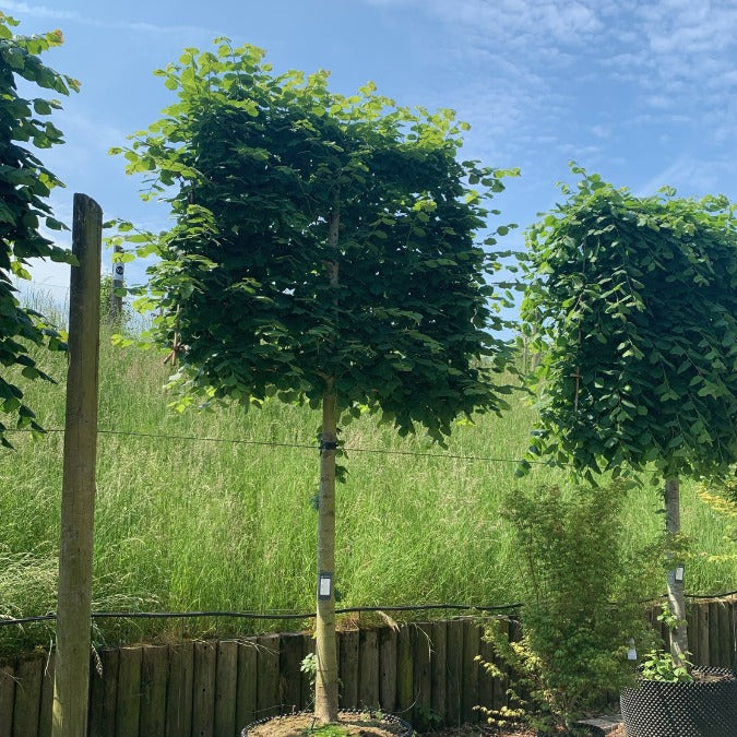 Tilia platyphyllos (Pleached)