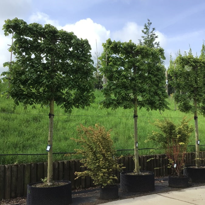 Tilia platyphyllos (Pleached)