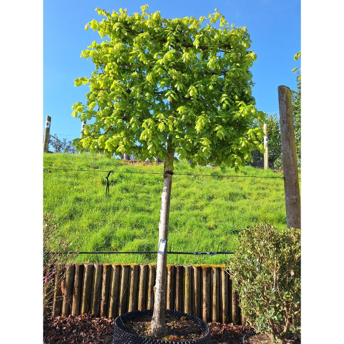 Tilia platyphyllos (Pleached)