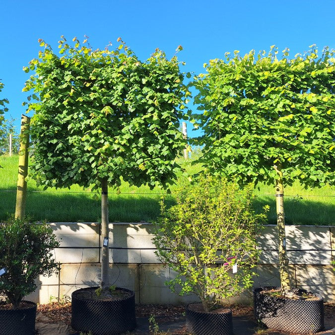 Tilia platyphyllos (Pleached)