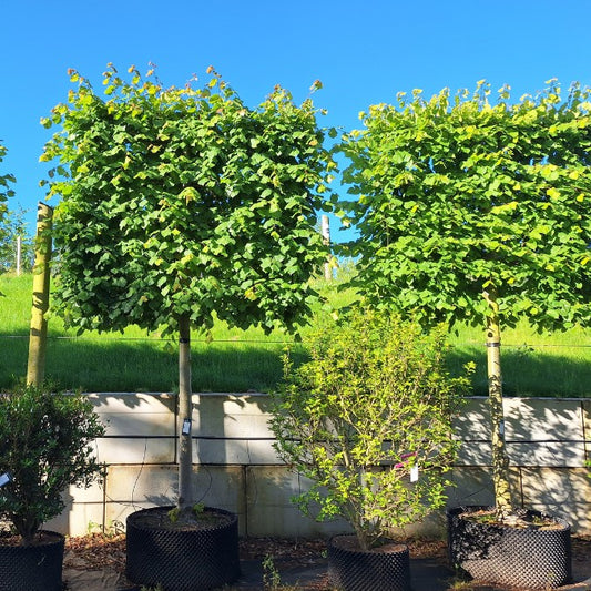 Tilia platyphyllos (Pleached)