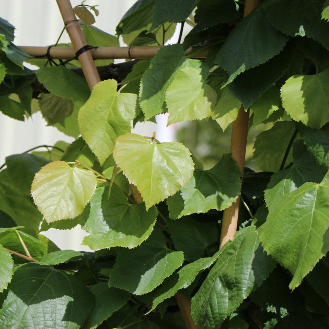 Tilia platyphyllos (Pleached)