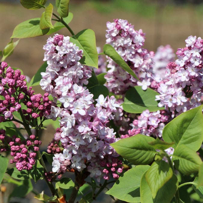 Syringa vulgaris 'Belle de Nancy'