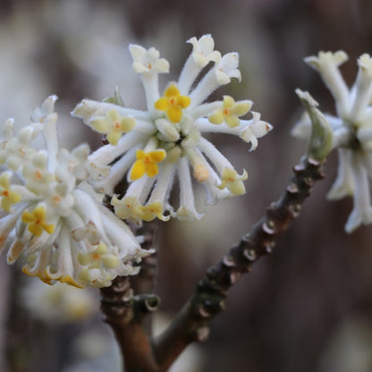 Edgeworthia chrysantha 'Winter Liebe'