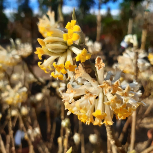 Edgeworthia chrysantha 'Winter Liebe'