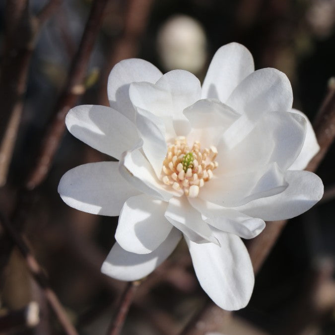 Magnolia x loebneri 'Mag's Pirouette'