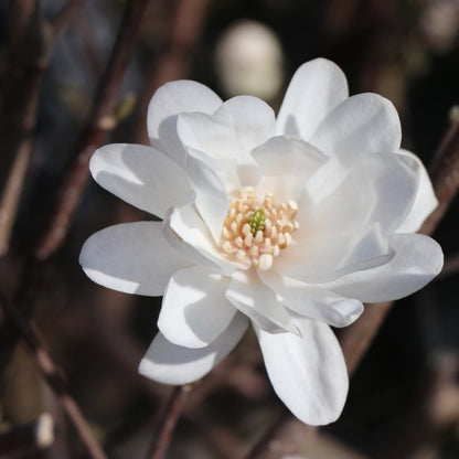 Magnolia x loebneri 'Mag's Pirouette'