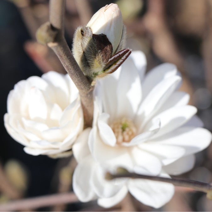 Magnolia x loebneri 'Mag's Pirouette'