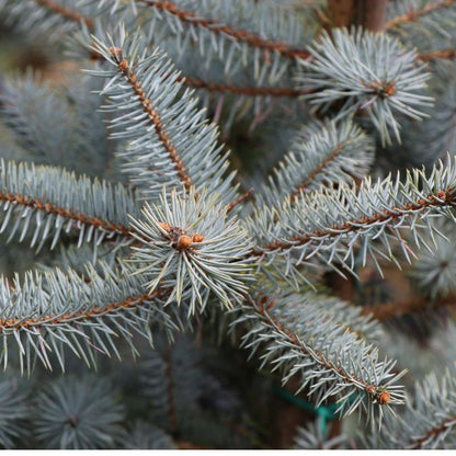 Picea pungens 'Blue Diamond'