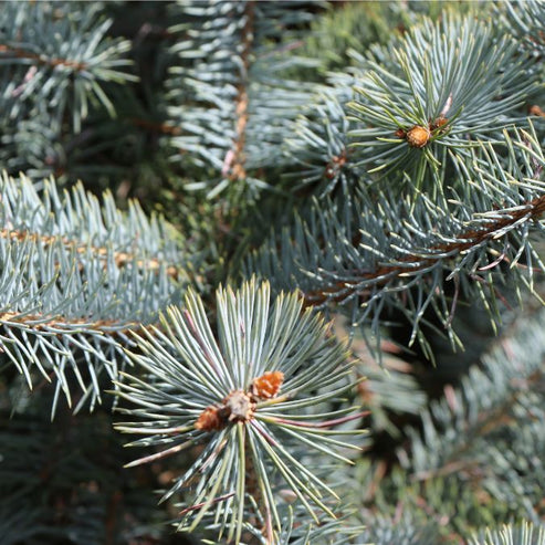 Picea Punges 'Blue Diamond' main image 0