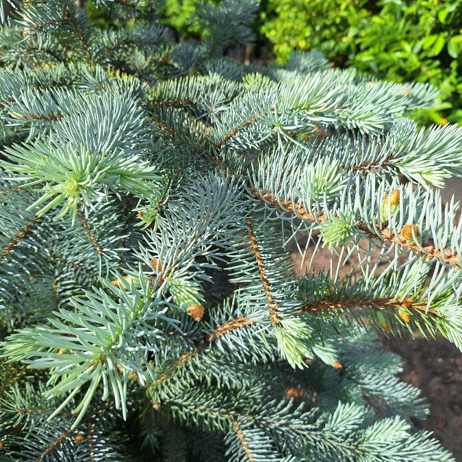 Picea pungens 'Blue Diamond'