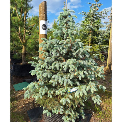 Picea pungens 'Blue Diamond'