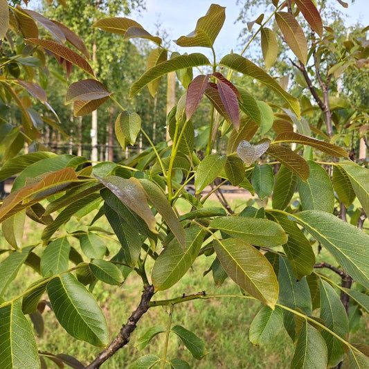 Juglans regia 'Parisienne'