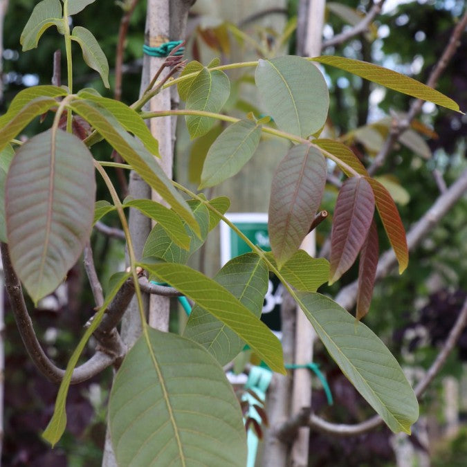 Juglans regia 'Franquette'