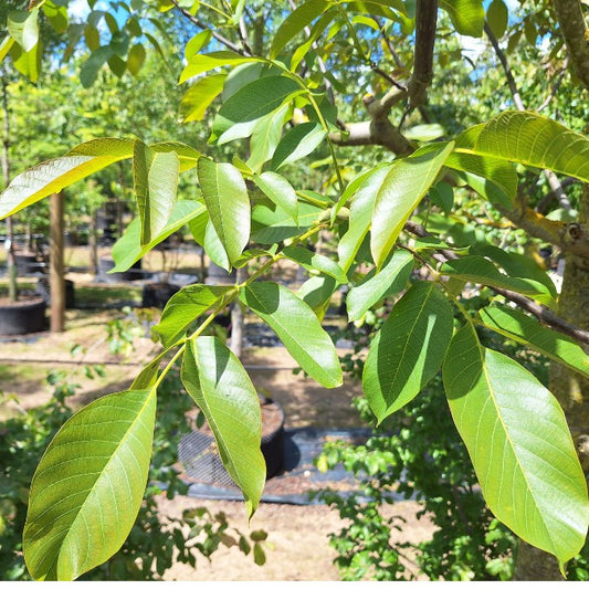 Juglans regia 'Franquette'