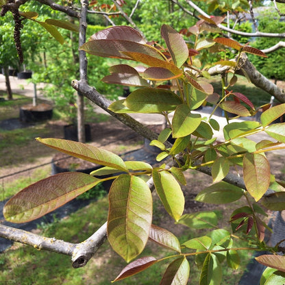 Juglans regia 'Axel'