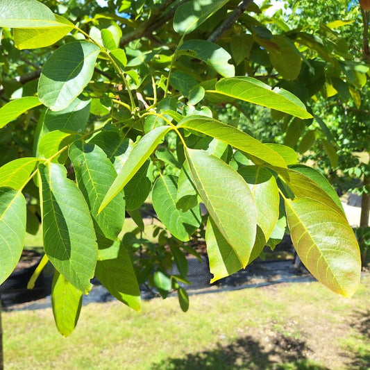 Juglans regia 'Axel'