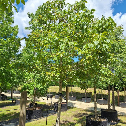 Juglans regia 'Axel'