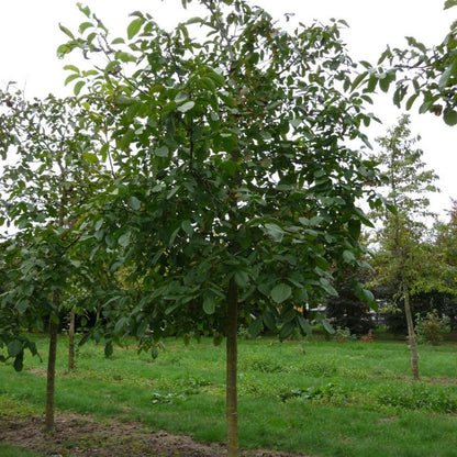 Juglans regia 'Axel'