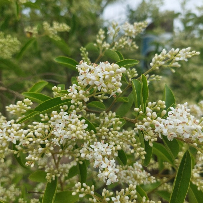 Ligustrum obtusifolium