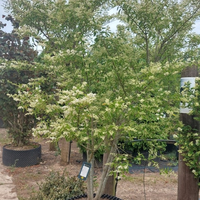 Ligustrum obtusifolium