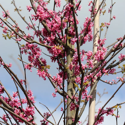 Cercis canadensis 'Appalachian Red'