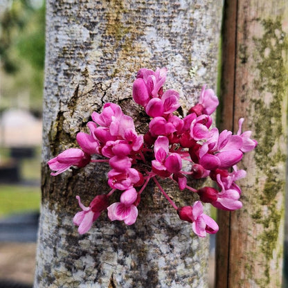 Cercis canadensis 'Appalachian Red'