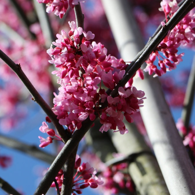 Cercis canadensis 'Appalachian Red'