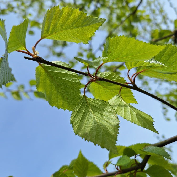 Betula nigra 'Black Star'