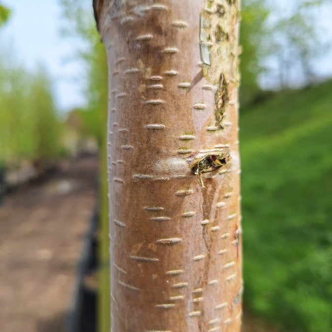 Betula nigra 'Black Star'